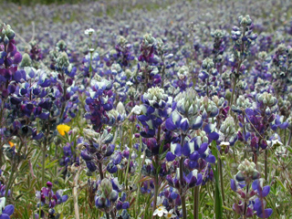 Ventana Wilderness