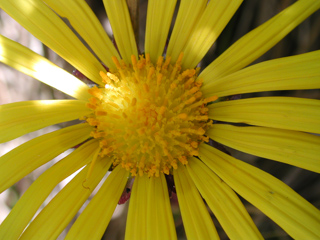 Wildflower