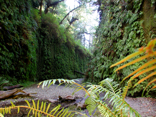 Redwood National Park