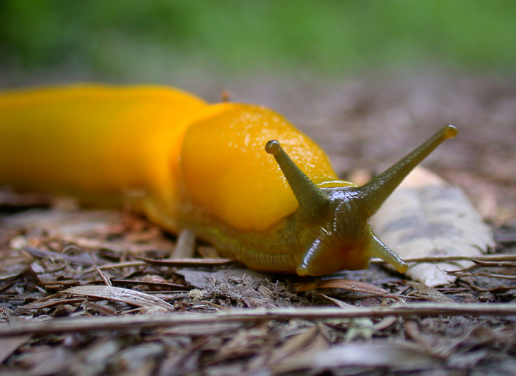 Banana Slug, Purisima Wildflowers photo