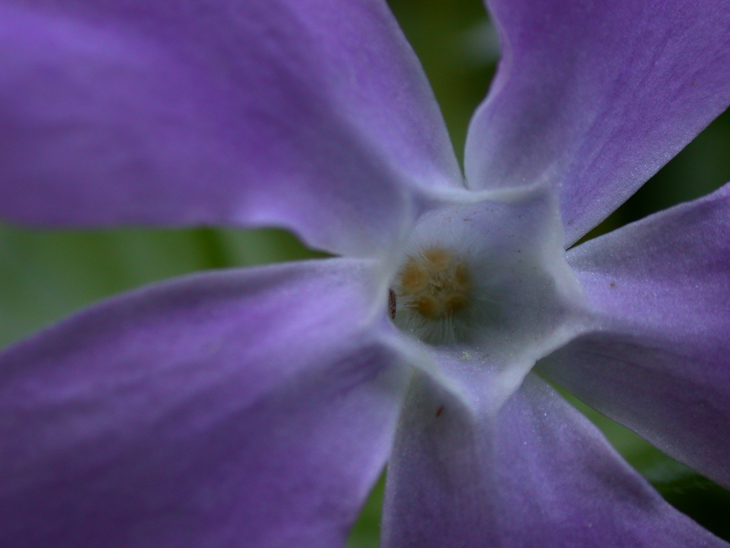 Purisima Wildflowers photo
