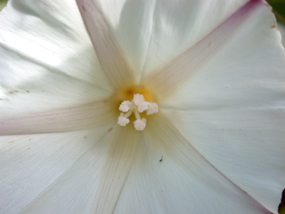 Purisima Wildflowers