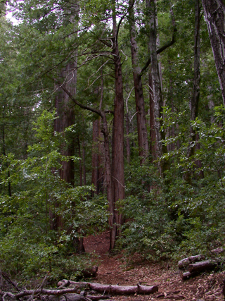 Redwoods, Ventana Wilderness photo