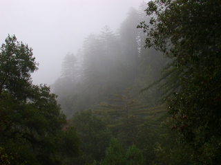 Heavy Mist, Ventana Wilderness photo