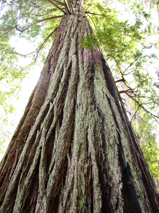 Dave's Trip West photo