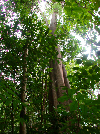 Singapore photo