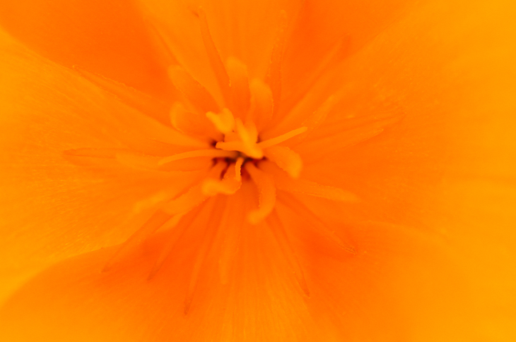 Ventana Wilderness photo