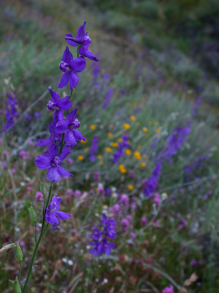 Ventana Wilderness photo