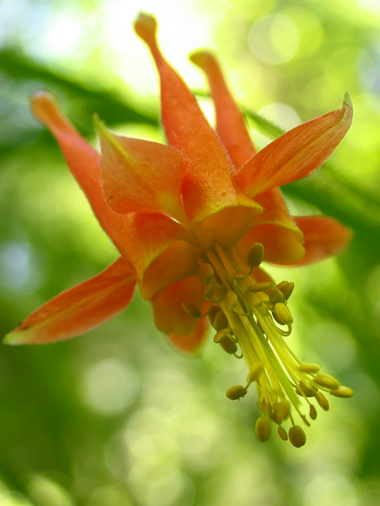 Crimson Columbine, Bear Valley photo
