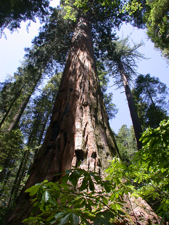 Bear Valley photo