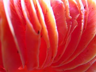 Butano Mushrooms