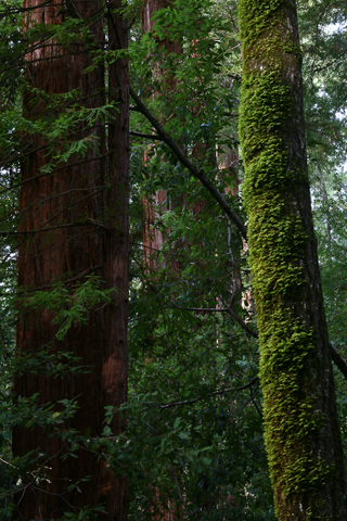 Redwood Forest