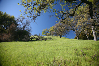 Oak Woodlands, Henry Coe photo