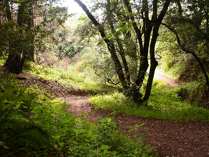 Mindego Trail, Russian Ridge photo