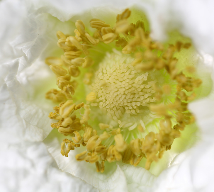 White Poppy, Russian Ridge photo