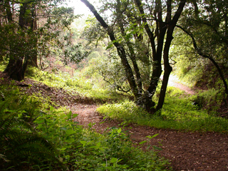 Mindego Trail, Russian Ridge photo