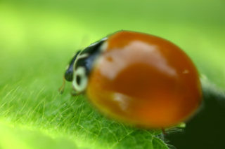 Lady Bug, Russian Ridge photo