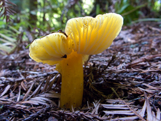 Yellow mushroom, Butano Mushrooms photo