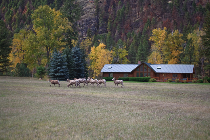 Bighorn Sheep, Montana photo