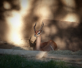Horns, San Diego photo