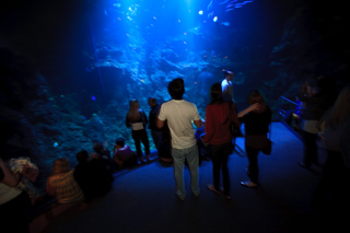 Philippine Coral Reef, Nightlife photo