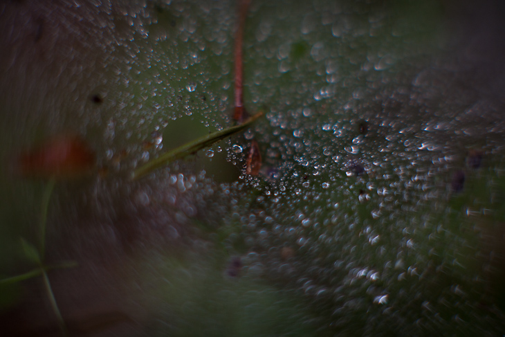 Dewy Web, Camping with Gil and Milo photo
