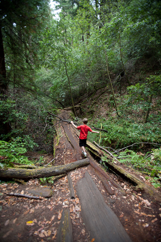 Milo on a Redwood Log, Camping with Gil and Milo photo