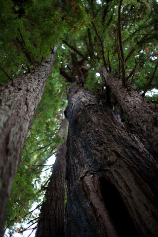Redwood Trees