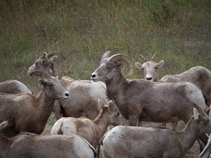 Bighorn Sheep, Bighorn Sheep photo