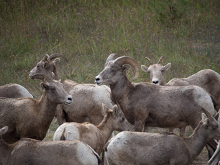 Bighorn Sheep, Bighorn Sheep photo
