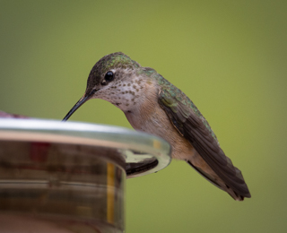 Calliope Hummingbird, Montana Birds photo