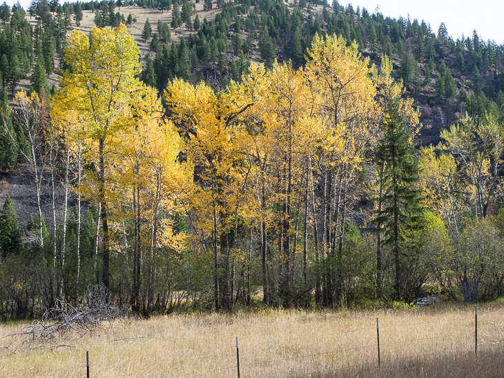 Fall Foliage, Ranch Creek Pack Train photo