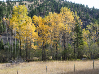 Fall Foliage, Ranch Creek Pack Train photo