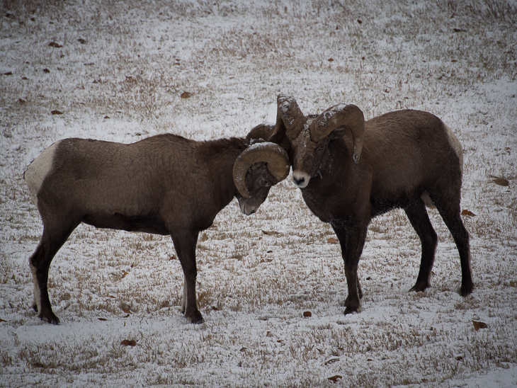 Bighorn Rams, Bighorn Sheep photo