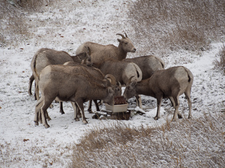 Bighorns at the Mineral Lick, Bighorn Sheep photo