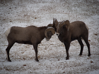 Bighorn Rams, Bighorn Sheep photo