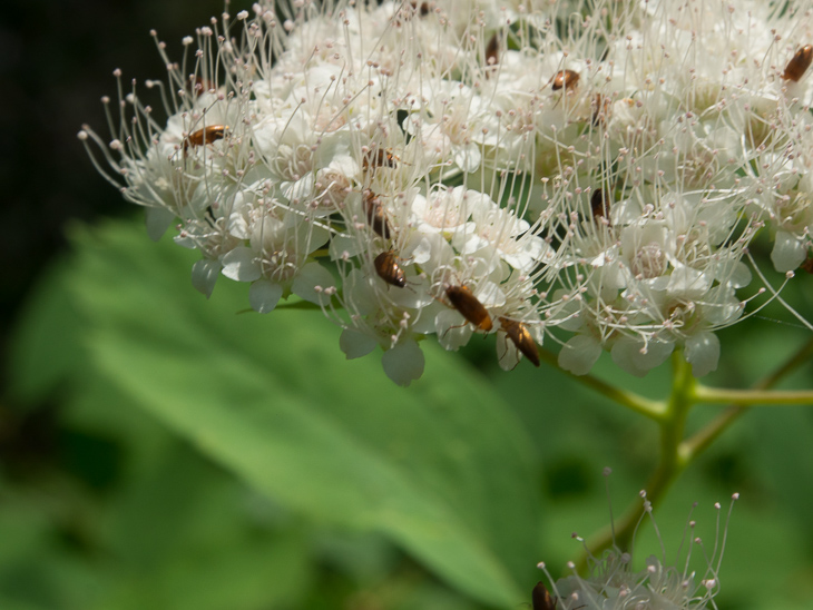 Wildflowers, Boulder Creek Falls photo