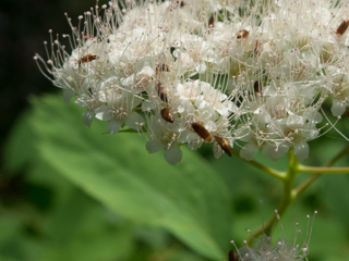 Wildflowers, Boulder Creek Falls photo