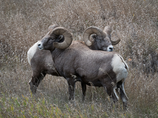 Bighorn Sheep