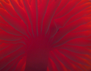 Under the Mushroom Cap, Macro Nature photo